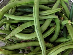 French beans