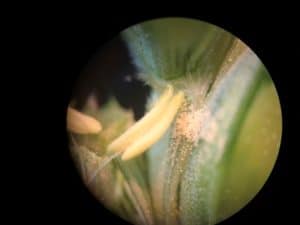 a picture of a wheat anther under the microscope