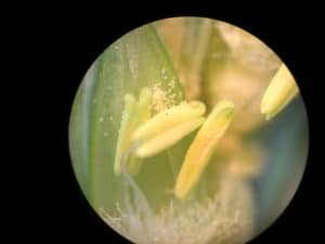 a picture of a wheat anther and pollen under the microscope