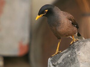 Burung-Jalak-Common_myna Burung-Jalak-Common_myna