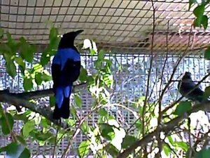 Musim hujan adalah waktu yang tepat menangkarkan cucak biru