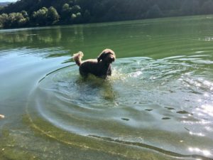 mosel urlaub mit hund diese aktivitaten erwarten euch schnauzentrip