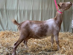 Nutmeg's Goldie Nigerian Dwarf Goat Dam Seven Gables Farm VA