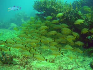 Fish seen during SNUBA Tour