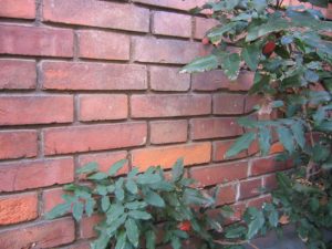 Bohrmaschine-Ziegelwand-tipp-zum-bau Alles Wichtige zum Bohren von Ziegeln auf Tipp zum Bau