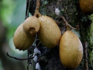 Common Plants of the Amazon Rainforest Fruits of the Common Plants of the Amazon Rainforest, Grias