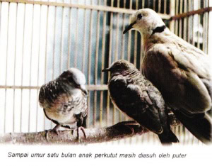 sampai-umur-sebulan-perkutut-masih-diasuh-puter