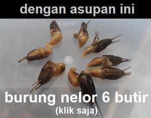 Voer jangkrik luar biasa