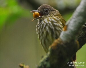 Burung siri-siri alias cucak rawis atau sunda bulbul atau ixos virescens Burung siri-siri alias cucak rawis atau sunda bulbul atau ixos virescens