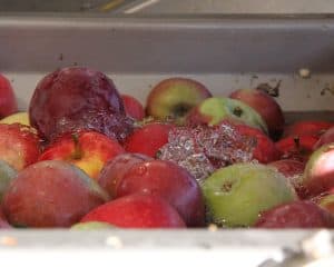apples in belt press apples with water flowing through in a Kreuzmayr Belt Press