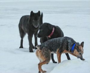 wolf und hunde romeo