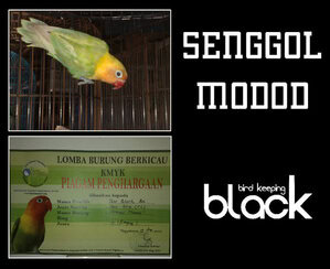 Lovebird Samber Modod