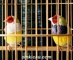 sangkar-gould-amadin Sangkar Gould Amadin