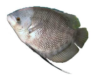 ikan-gurami