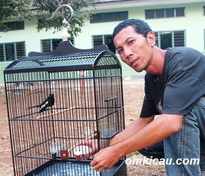 Andi merawat burung kacer Satria Dewa Andi merawat burung kacer Satria Dewa