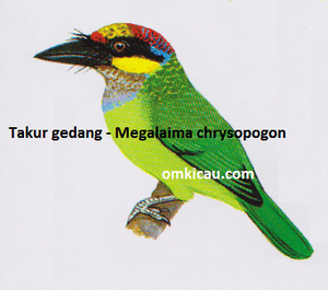 Burung Takur Gedang - Megalaima chrysopogon Burung Takur Gedang - Megalaima chrysopogon