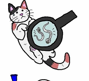 Best Tapeworm Medicine For Cats 3 Affordable Sure Fire Solutions