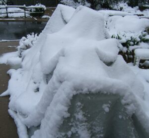 Iris plants covered in tarps and snow