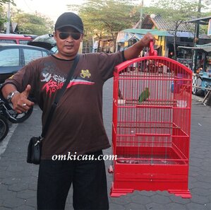 TOBIL & CUCAK HIJAU JAMBUL TOBIL & CUCAK HIJAU JAMBUL