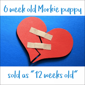 teacup puppy scam