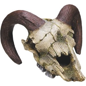 calaveras de animales