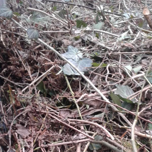 Container für Gartenabfall mieten