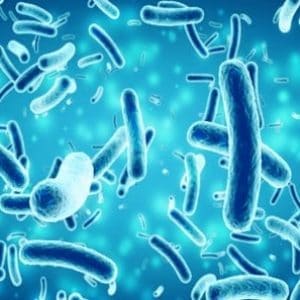 Amphasys Bacterial Viability