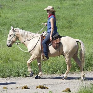 rocky-mustang-gelding
