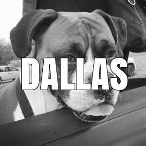 Low Cost Pet Vaccinations Mobile Pet Vaccinations