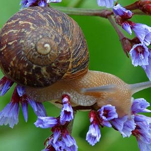 snail on a flower