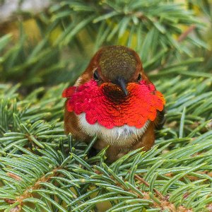A ruby throated hummingbird sitting on a pine branch.