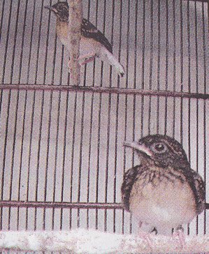 cegah snot pada burung dengan vitamin