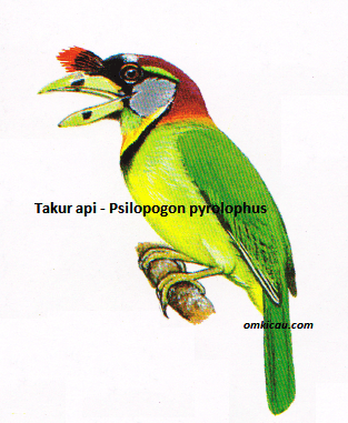 Burung Takur Api - Psilopogon pyrolophus Burung Takur Api - Psilopogon pyrolophus
