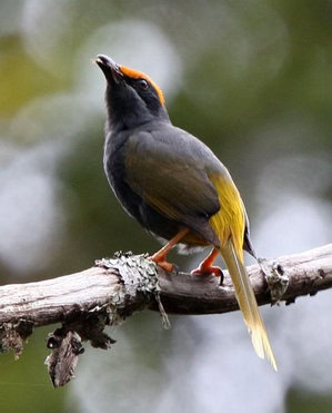 BURUNG JALAK ALIS API DI ALAM BEBAS