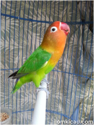 Lovebird The One