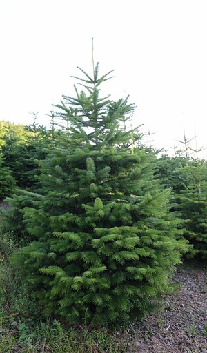 Nordmann Tanne ca. 2 m hoch. Hof Reuter aus Serkenrode liefert Weihnachtsbäume aus dem Sauerland