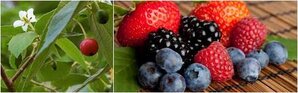 Buah kersen dan buah berry yang disukai burung pemakan serangga