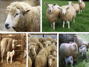 Овца (Ovis aries)