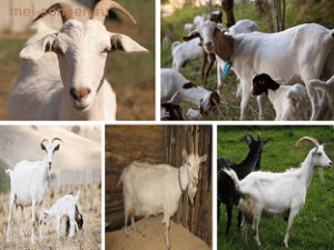 Домашняя коза (Capra hircus)