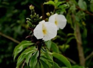 Common Plants of the Amazon Rainforest, Costus COSTACEAE