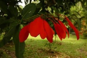 Flowers structure of Warszewiczia plants. RUBIACEAE