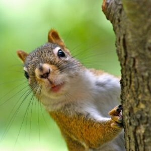 The Curious Squirrel saying a tentative hello!