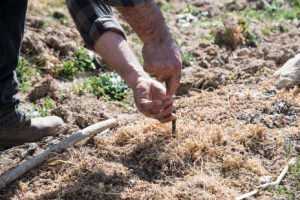 Biodiversità Viticola | Cantina Murales