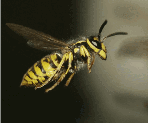 Download Yellow Jacket Wasp Trap -Make Your Own - Carolina Honeybees