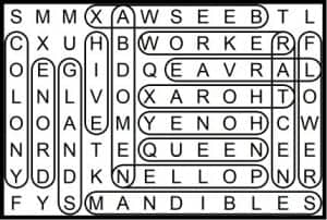 Bee Word Search Gibbys