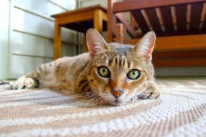Carpet Cleaning Oxford