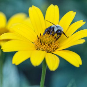 Bumble bee on flower