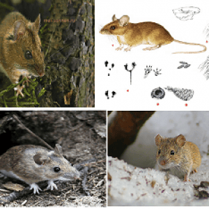 Лесная мышь (Apodemus uralensis)