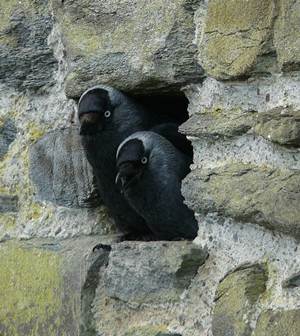 Sarang jackdaw di sebuah lubang di dinding