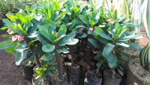 Cara Memperbanyak Bunga Euphorbia Dengan Cara Stek Pak Tani Digital